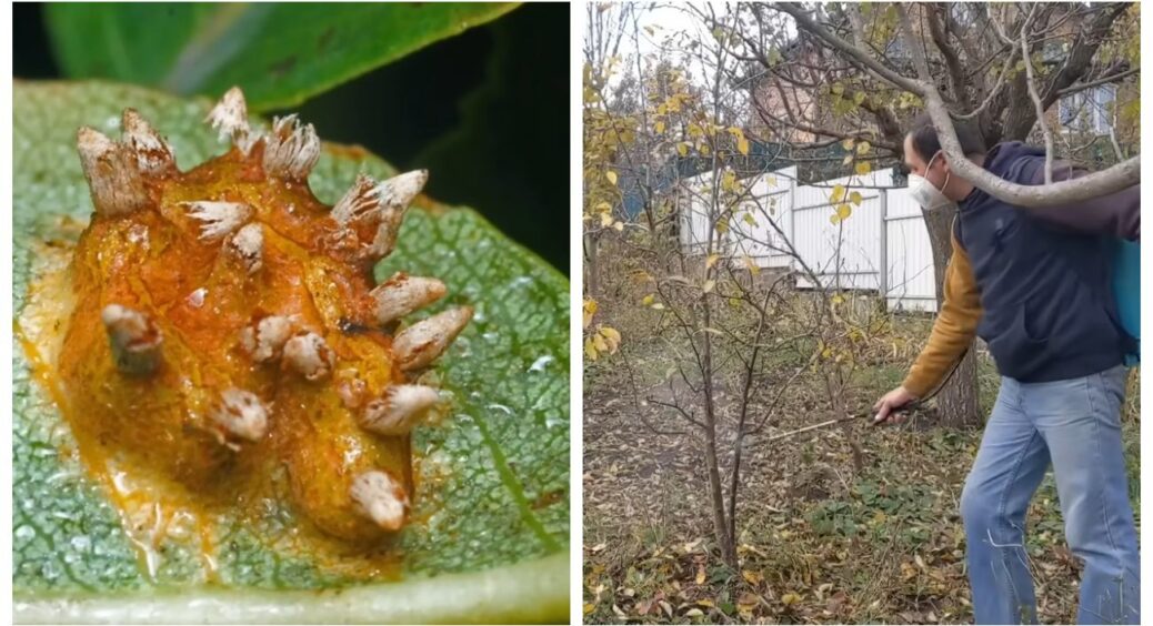 Вчора було рано, завтра буде пізно — тож я бігла сьогодні до груші з обприскувачем: обробка від іржі 