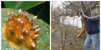 Садівники нагадали про важливість осінньої обробки груші від іржі