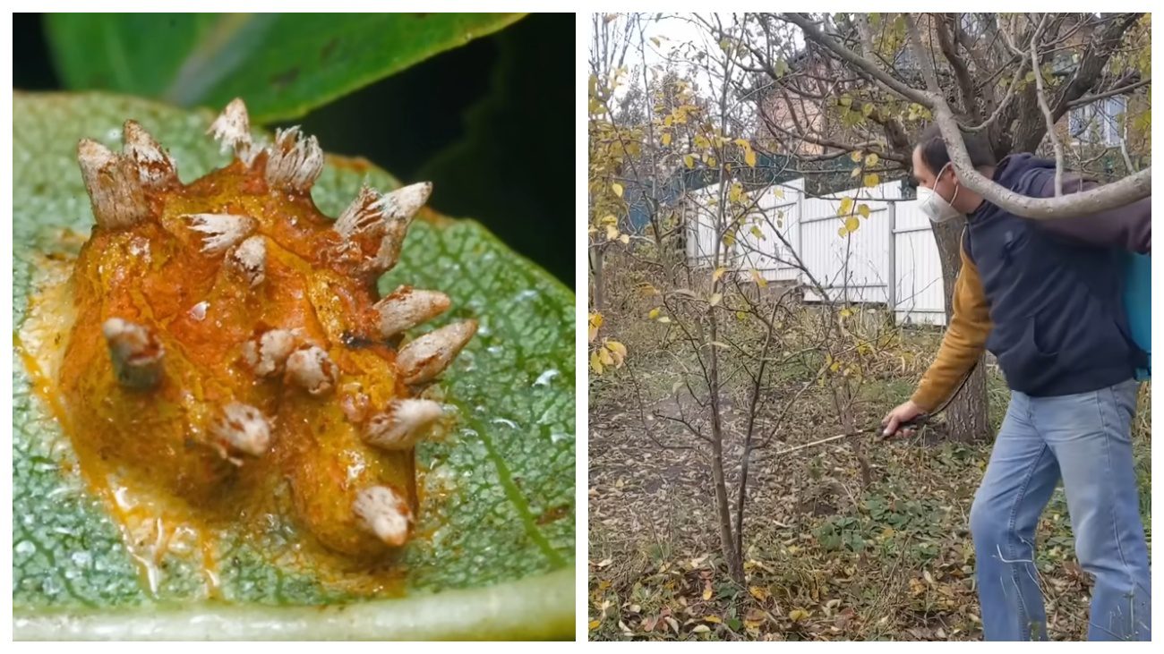 Садівники нагадали про важливість осінньої обробки груші від іржі