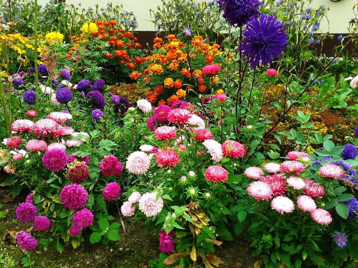 Експерти порадили простий спосіб, як правильно сіяти айстри, аби вони гарантовано зійшли