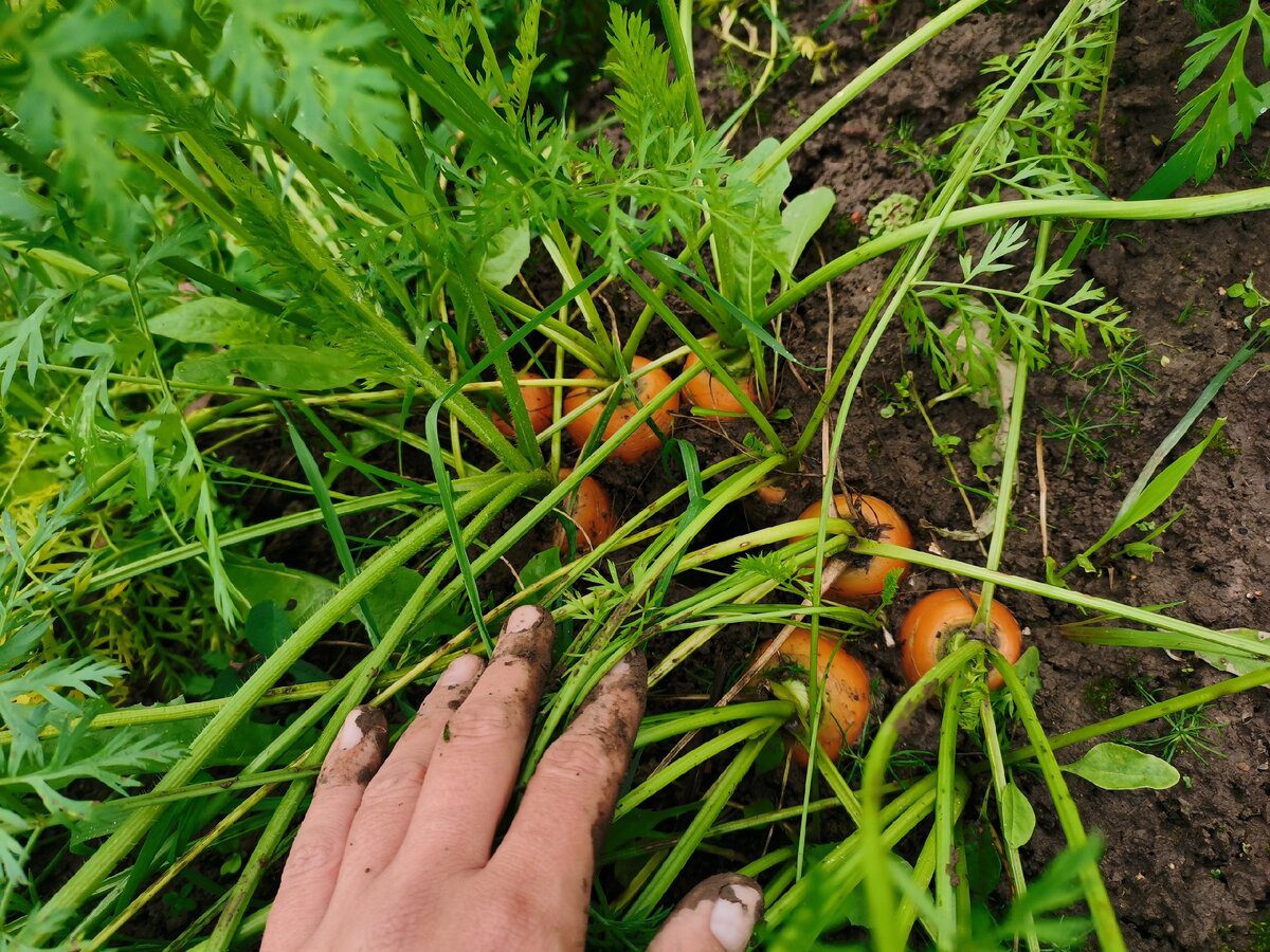 Експерти розповіли, як правильно сіяти моркву під зиму