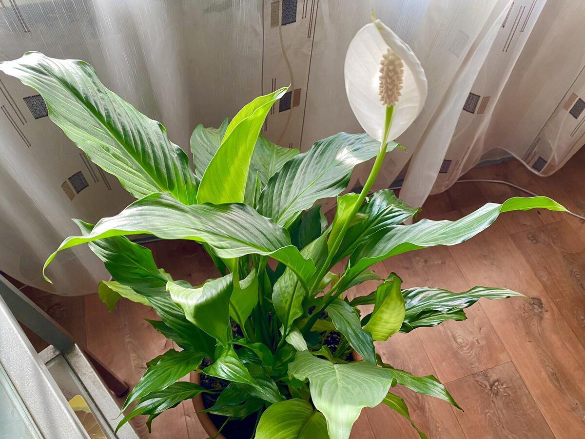 Квітникарі розповіли, який секрет допоможе покращити та продовжити цвітіння спатифілума