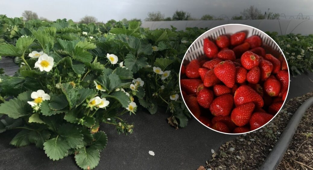 Полуниця гинула 3 роки підряд: виявилося, винна нематода – 1 трюк з окропом врятував мою грядку 