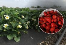 Як підготувати полуницю до морозів