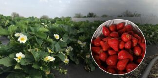 Городники розповіли, як позбутися нематоди на городі