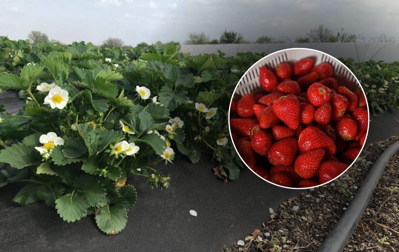 Як підготувати полуницю до морозів