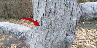 Як захистити сад від гризунів