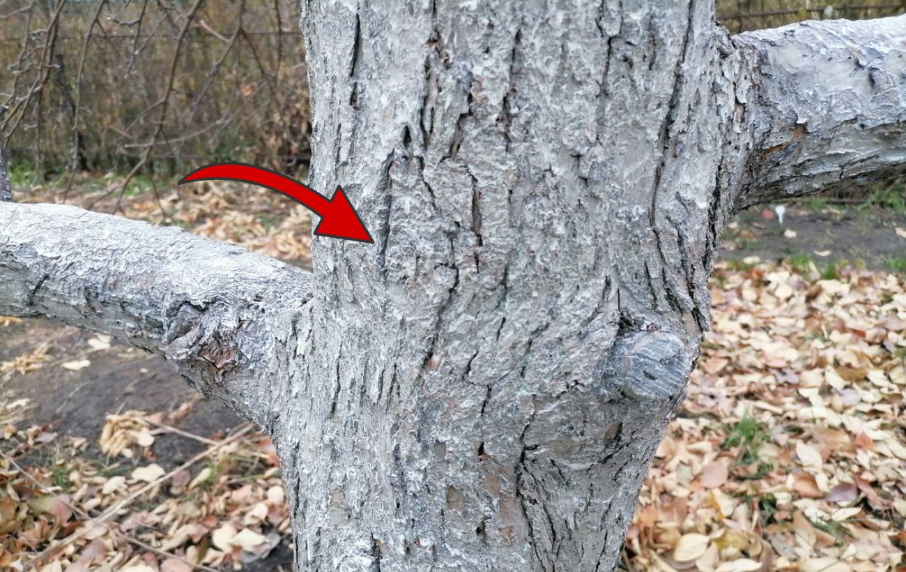 Як захистити сад від гризунів