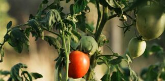 Городники порадили сорти високорослих томатів