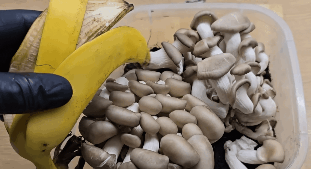 Чоловік збирає до 50 кг грибів без жодного гектара землі: бананова таємниця, яку я не втрималась розповісти 