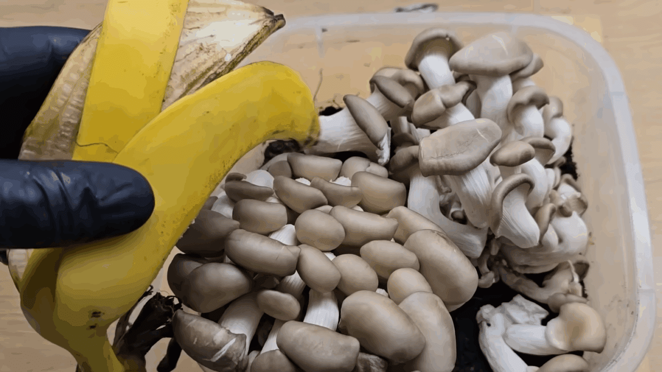 Експерти поділилися секретом вирощування грибів у квартирі