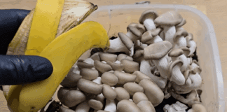 Експерти поділилися секретом вирощування грибів у квартирі