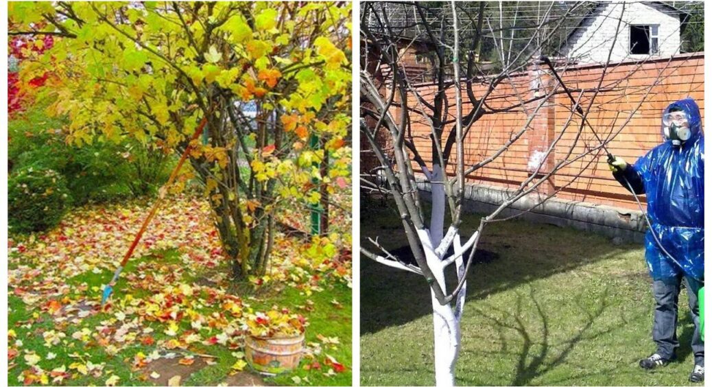 Коли опадає листя неодмінно роблю останню передзимову обробку рослин: записуйте 2 основні методи 