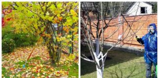 Садівники розповіли про останню передзимову обробку саду