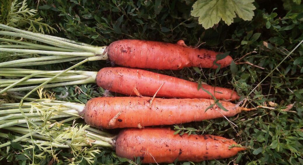 Посіяла моркву у мерзлу землю – дідусь сміявся: а навесні сходи вийшли густі, і врожаю у 2 рази більше 