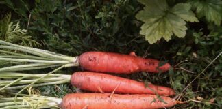 Експерти розповіли, як правильно сіяти моркву під зиму