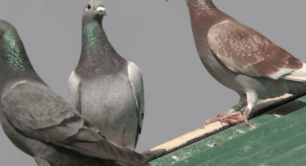 Як швидко позбутися небажаних птахів на вашому даху: виготовлення цих репелентів займає лише 3 хвилини 