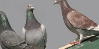 Експерти розповіли, як швидко позбутися небажаних птахів на даху