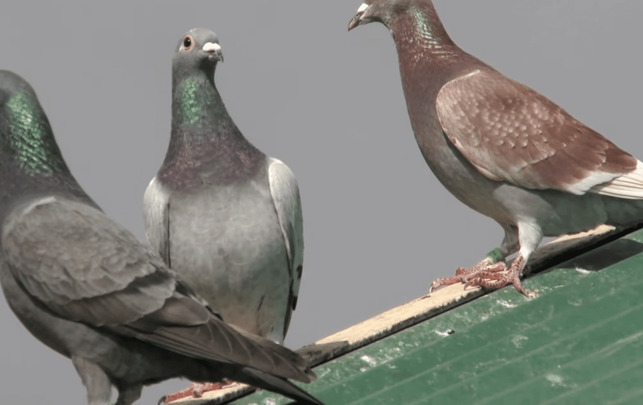 Експерти розповіли, як швидко позбутися небажаних птахів на даху