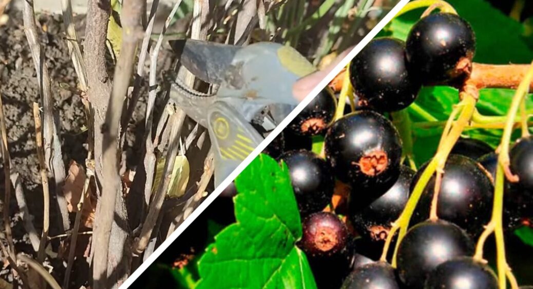 Листочки на смородині вже опали — самий час обрізати: 2 правила, які допоможуть позбавитися від скляниці 