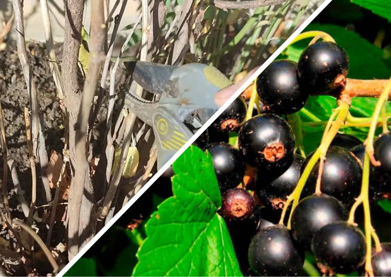 Садівники нагадали, чому важлива осіння обрізка смородини