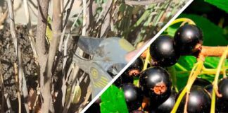 Садівники нагадали, чому важлива осіння обрізка смородини