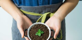 Садівники розповіли правила заготівлі ґрунту на розсаду