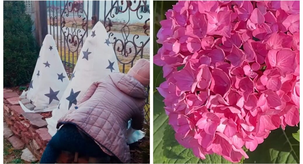 Я перепробувала різні укриття гортензії на зиму, та лише 3 дали результат: тепер ділюся ними з кожним охочим 