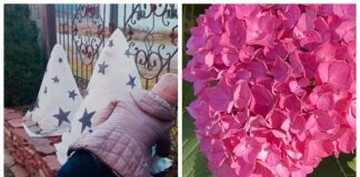 Квітникарі розповіли про ефективні способи укриття гортензії на зиму