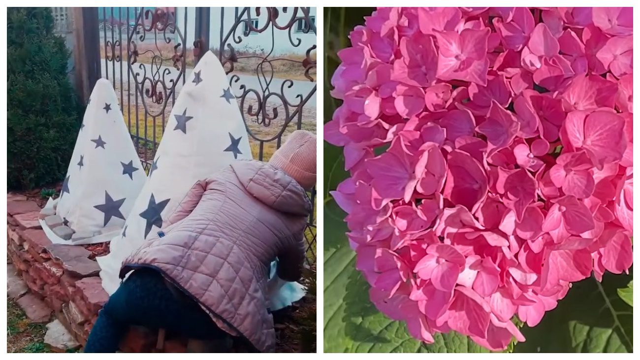 Квітникарі розповіли про ефективні способи укриття гортензії на зиму