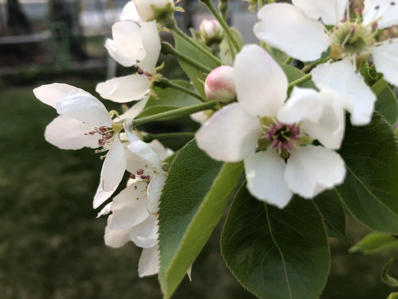 Садівники розповіли, чим обробити яблуні навесні, щоб плоди не гнили