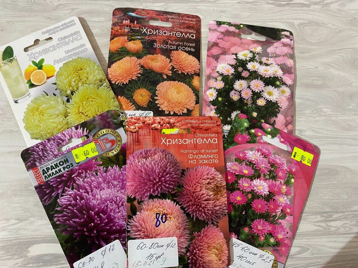 Експерти порадили простий спосіб, як правильно сіяти айстри, аби вони гарантовано зійшли