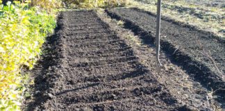 Городники назвали 6 хитрощів для відновлення ґрунту 