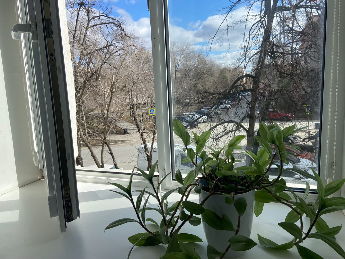 Господині розповіли, як ефективно прибрати плісняву на вікнах без хімії 