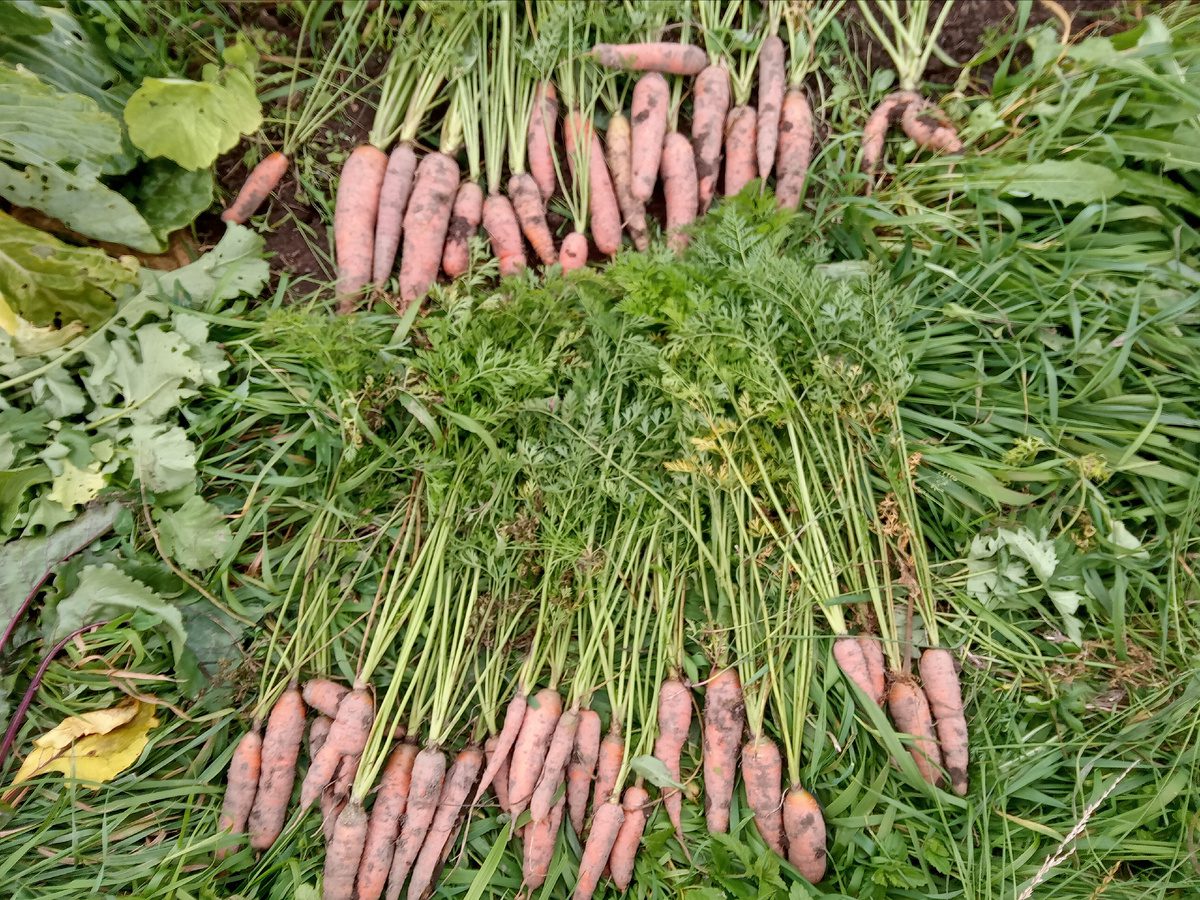 Городники розповіли, яке добриво додати в лунки з морквою для кращого плодоношення навесні