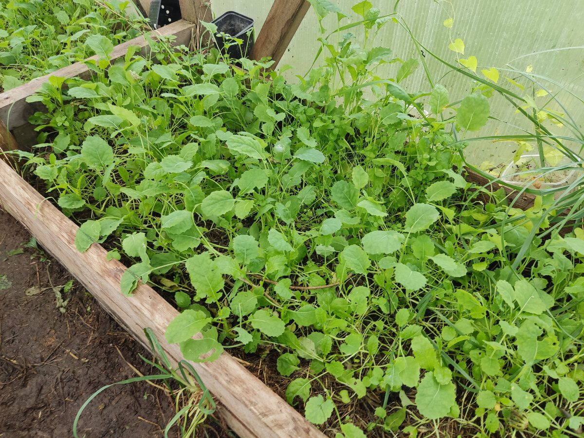 Експерти розповіли, які сидерати посіяти восени під зиму