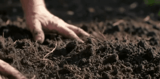 Експерти розповіли, як зробити землю родючою без гною 
