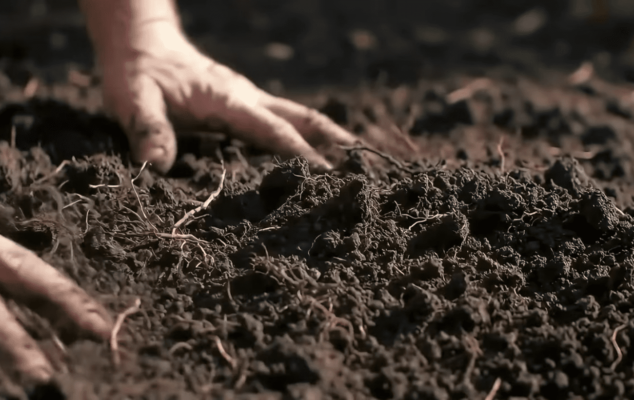 Експерти розповіли, як зробити землю родючою без гною 