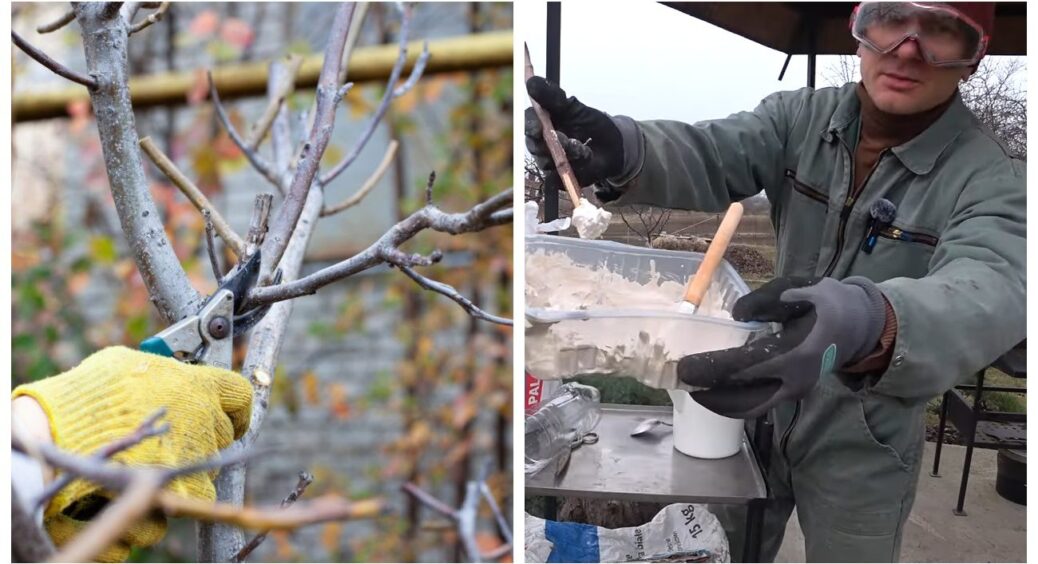 Вже через 3 години обробляю цим зрізи на деревах: мій засіб з дивовижним ефектом. В рази краще садового вару 