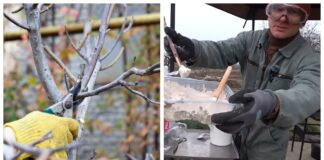 Садівники розповіли, чим замінити садовий вар