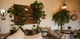 Квітникарі розповіли, які кімнатні квіти очищують повітря