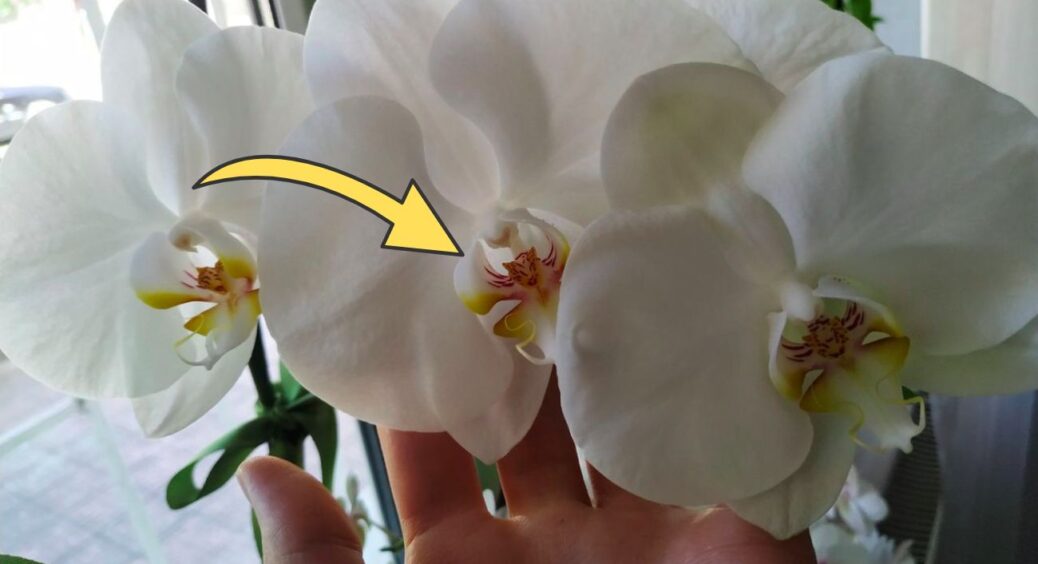 Сусідка робить так кожного листопада до 30 числа: 1 ложка під орхідею – і та випускає стрілку навіть у холод 