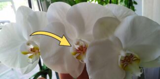 Як удобрювати орхідею для кращого цвітіння восени