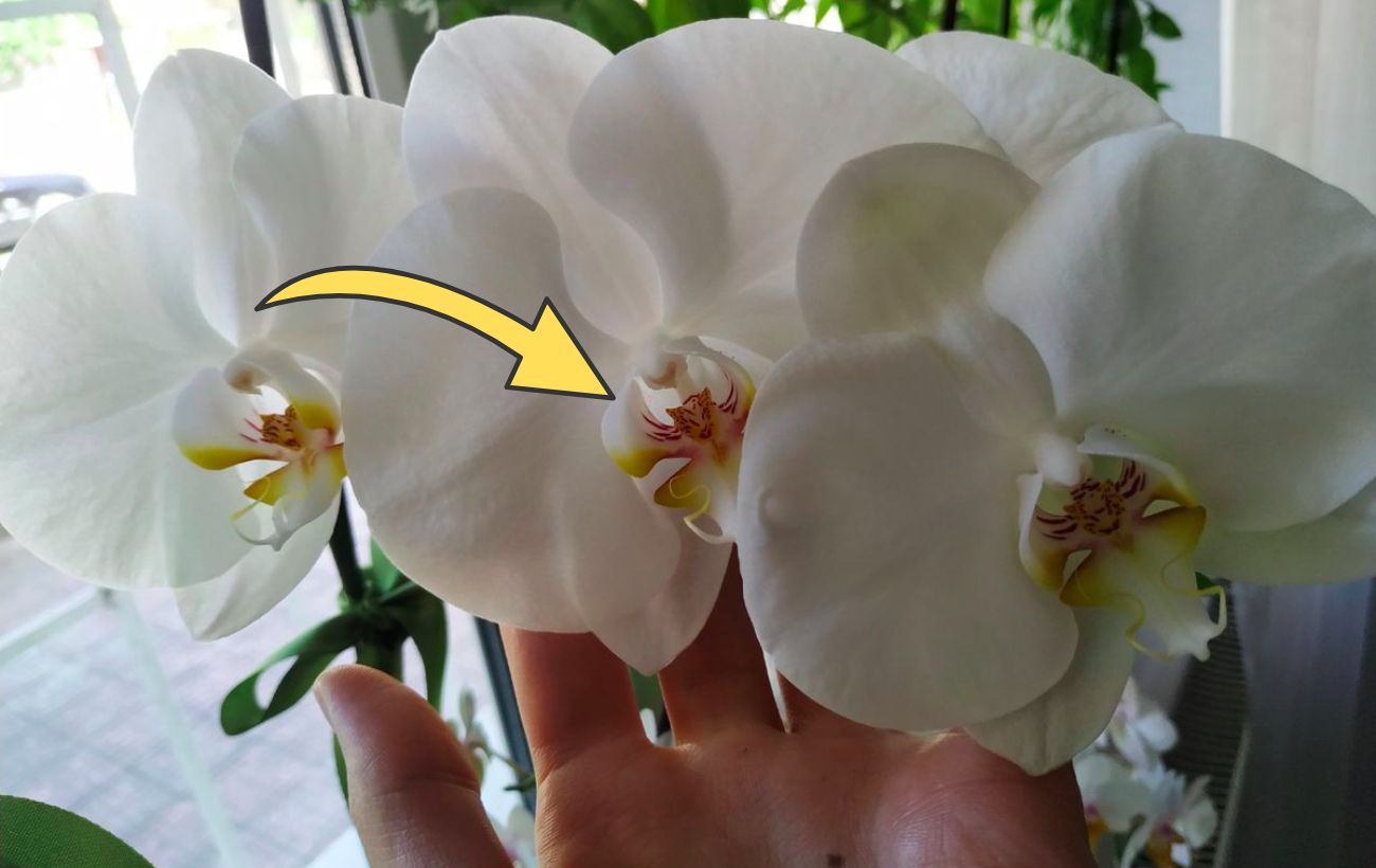 Як удобрювати орхідею для кращого цвітіння восени