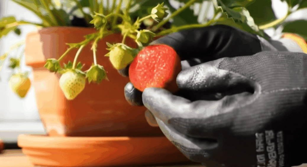 Де інші тримають квіти — у мене грядка, яка щомісяця видає по 10 кг ягоди: вирощую полуницю на підвіконні 