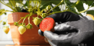 Садівники розповіли, як вирощувати полуницю на підвіконні