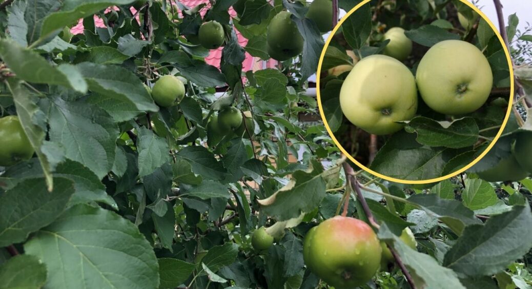 “Простукування” яблуні – запорука щедрого врожаю: 1 геніальний секрет, з яким маю по 100 кг з малого дерева 