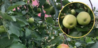 Як підвищити врожайність яблуні