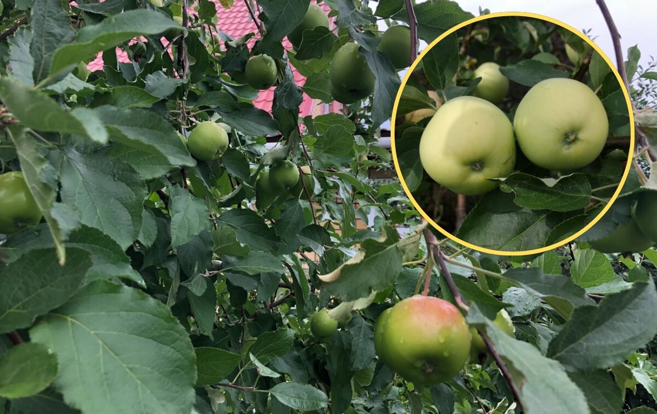 Як підвищити врожайність яблуні
