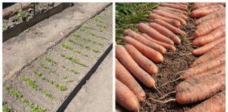 Яке добриво дати моркві при посадці восени